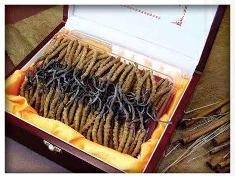 宣威冬虫夏草回收